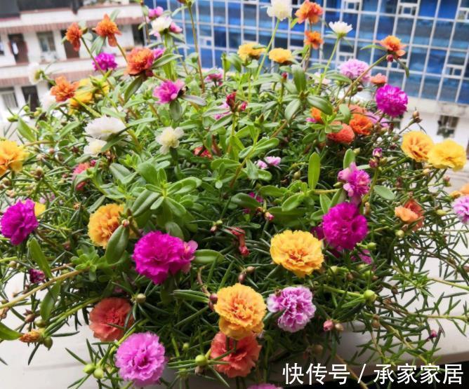 皮实|适合新手的6种漂亮花,号称“开花机器”,养一盆多季节有花赏