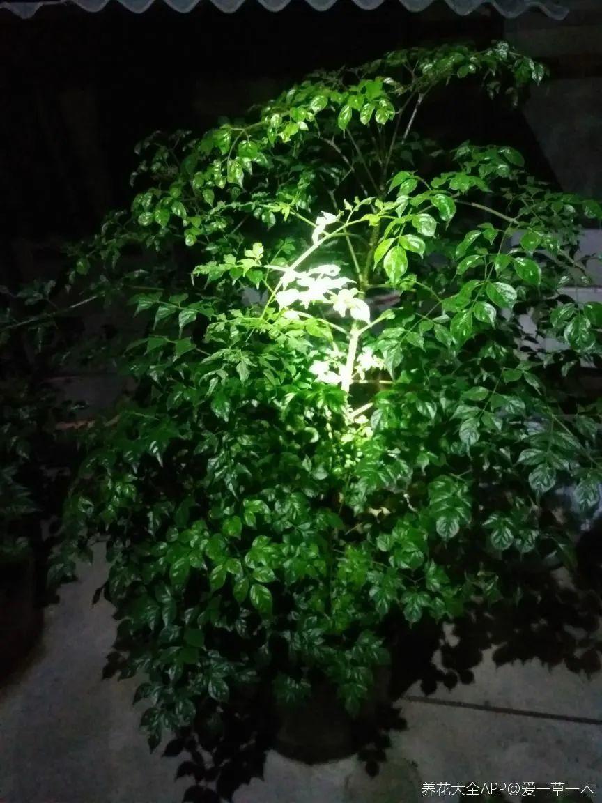 大叶|10种花越高越值钱，能长到2米，大高个霸气镇宅！