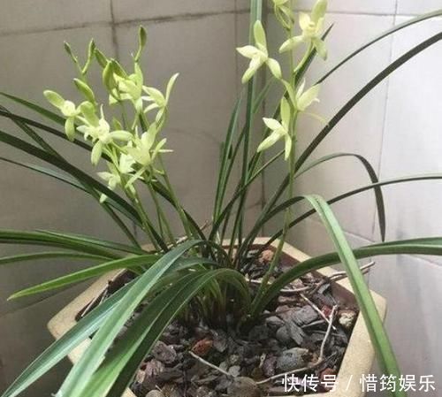盆栽花草该如何正确浇水掌握3点诀窍，不用怕浇一盆死一盆