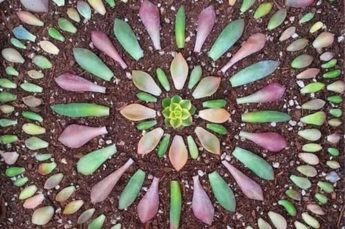 叶插就是对多肉的一种升级,6个品种叶插爱多头,满满都是成就感