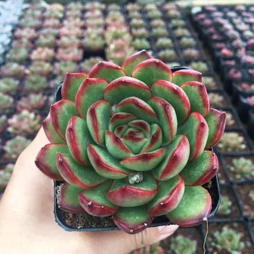 花友|2种美得像花一样的多肉植物,隔着屏幕都能感受到它的美,真漂亮