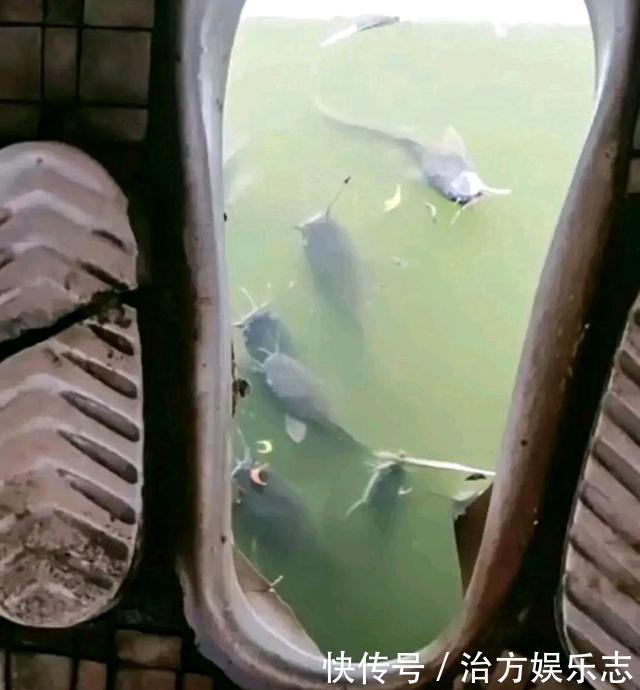 吃屎鱼?珠江夜钓连上2条大鱼,却因恶心没人要