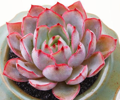 5款仙气十足的多肉,每一款都值得入,除了晚霞你还养过哪种?