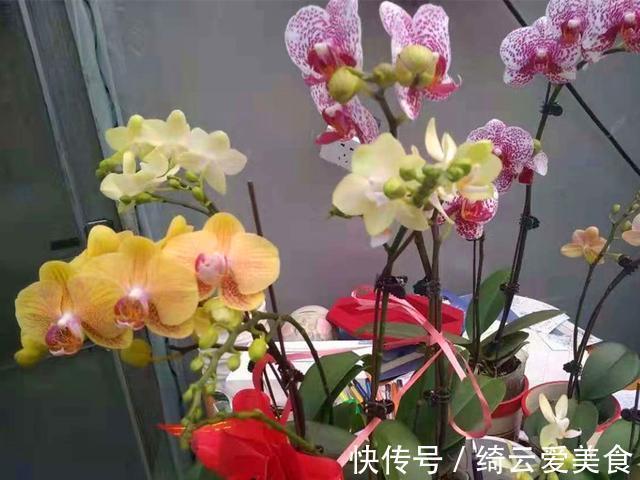 过年买的蝴蝶兰开败后别扔,简单几步处理,养好可以开花多年