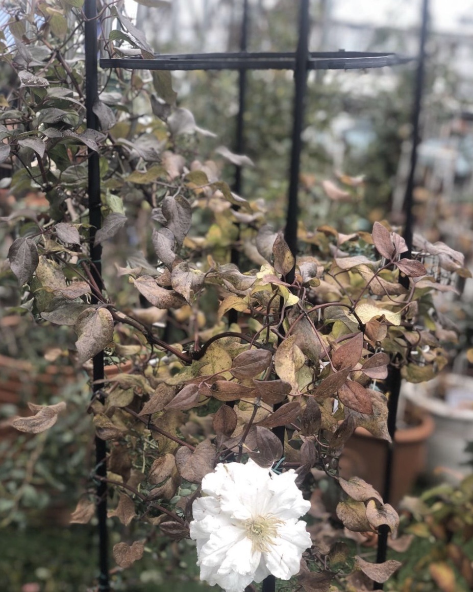 植物|养不好5种植物，就要赶紧“跳坑”，不然买多少、死多少