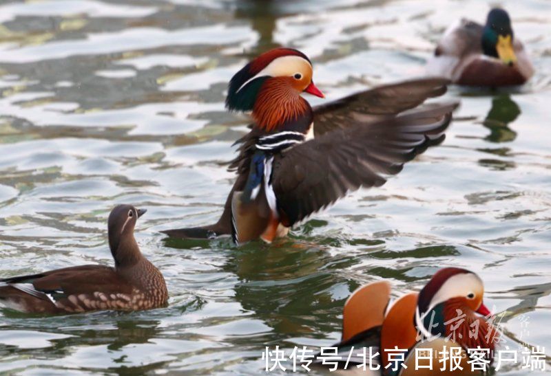 鸳鸯|冬日美景！一大波鸳鸯飞抵龙潭湖，和野鸭同池嬉戏真热闹