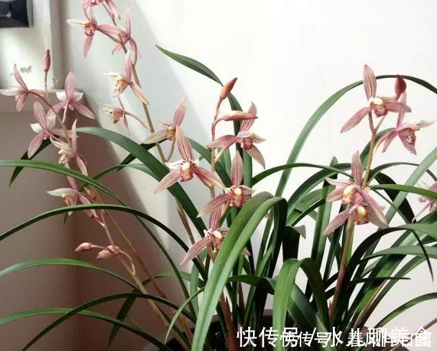 深陷这些“养花误区”，走不出来，就别怪植物活不久、长不好