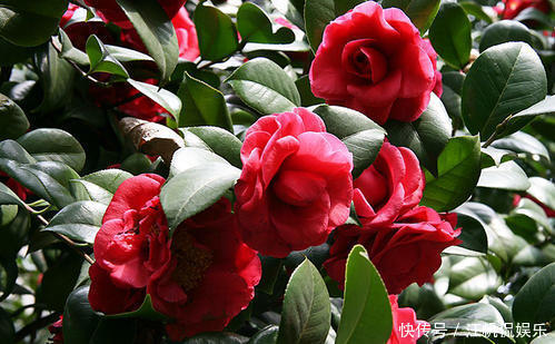 冬天开花的5种盆栽花，好养又好看，适合新手，值得拥有！