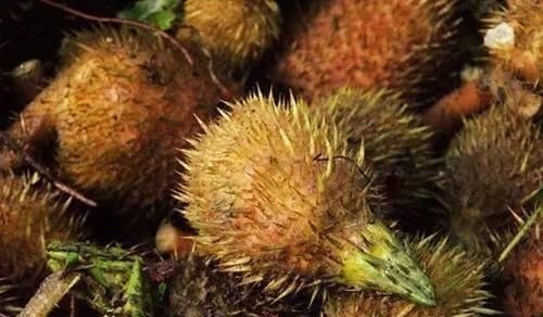 芡实汤|三好中药材——芡实,祛湿很好、补肾挺好、性价比高