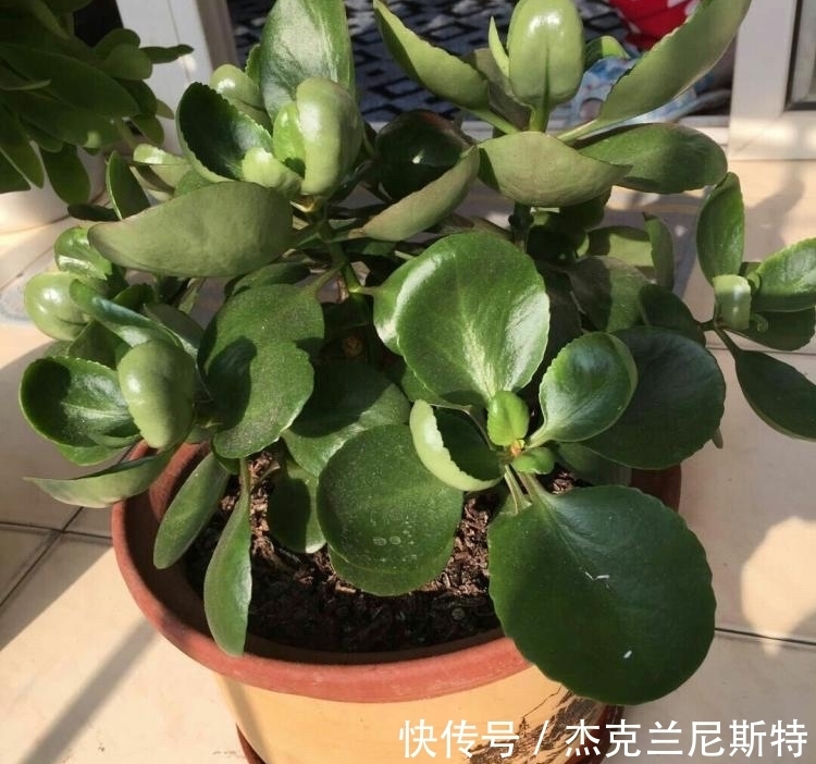 旺盛|夏天养长寿花,有“2步”很重要,轻松度夏,秋冬更旺盛