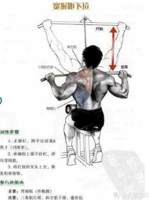 飞鸟|秋季健身滑轮系统飞鸟高低拉浅谈篇一