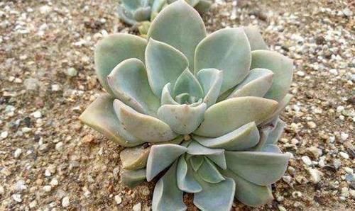 铺面石|多肉下面长的小侧芽,在土里能长出来吗?