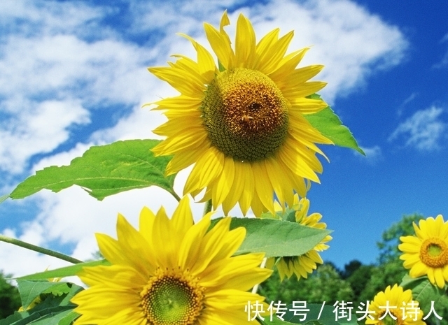 撩人|4天后，桃花撩人，爱情开花，卑微无助，阳光再现，收获真情