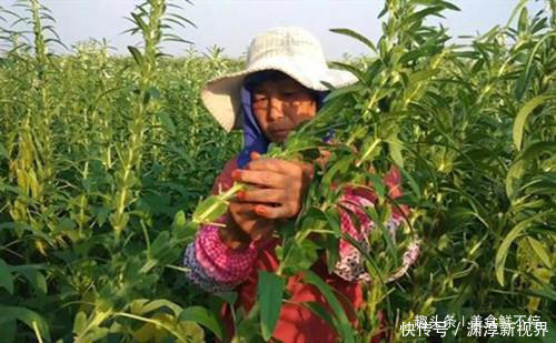 芝麻叶|有种菜，很多人就只吃种子，其实菜叶才是真宝贝，20一斤供不应求