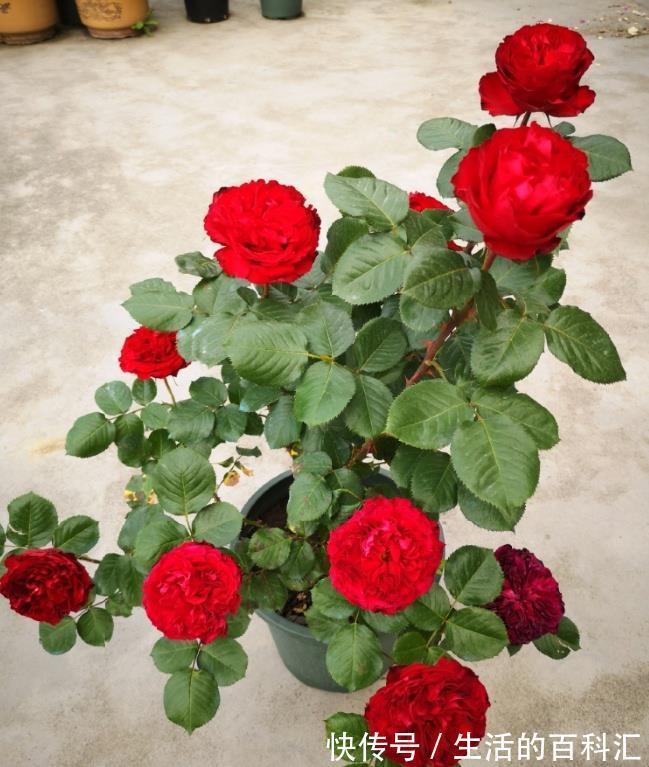 肥害|月季花难养，问题不断吗教您2招，找准问题原因!