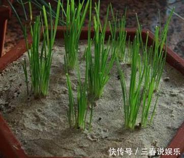 最适合在家种的三种蔬菜,一盆长满一大片,够全家吃一冬!