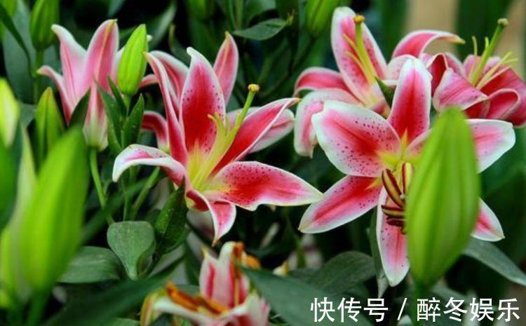 百合花|养花就养4种花，家里养一盆，花美心情好，一养就上瘾