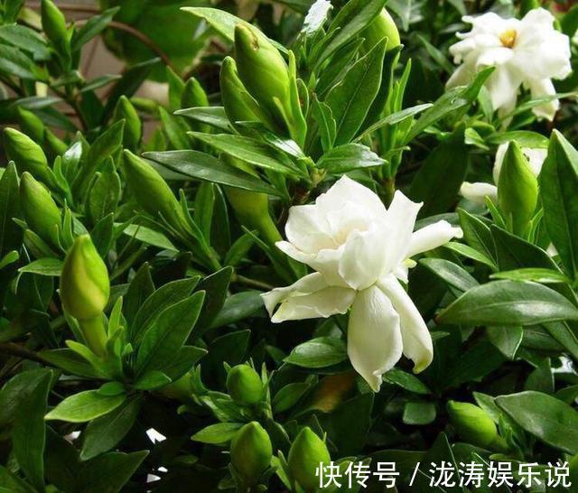 这4种盆栽,简单漂亮好养活,新手也可从1棵养到10棵,阳台放不下