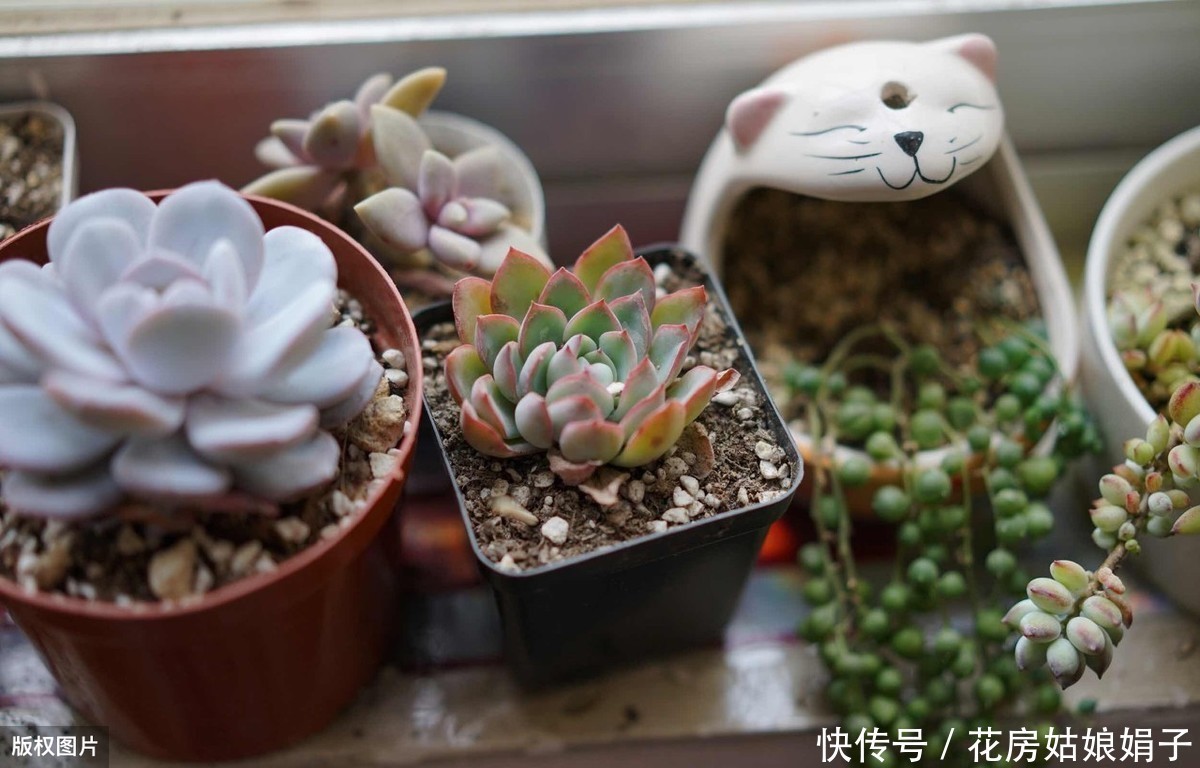 养殖|多肉的专业术语有哪些?学会这些多肉术语,你也可以小装一下