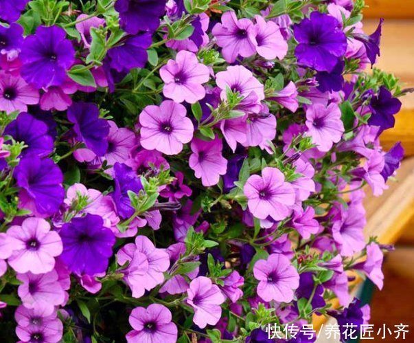 枝条|5种可以四季开花的植物,开花很美,花量很大,单朵花却只开一天