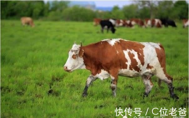 宿命|“丑牛”的晚年宿命，特别是73年的，家有属牛的速看！