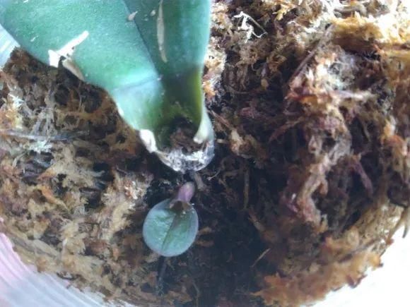 浇水|警惕秋老虎，别让你的花，度过夏天，却死在秋天