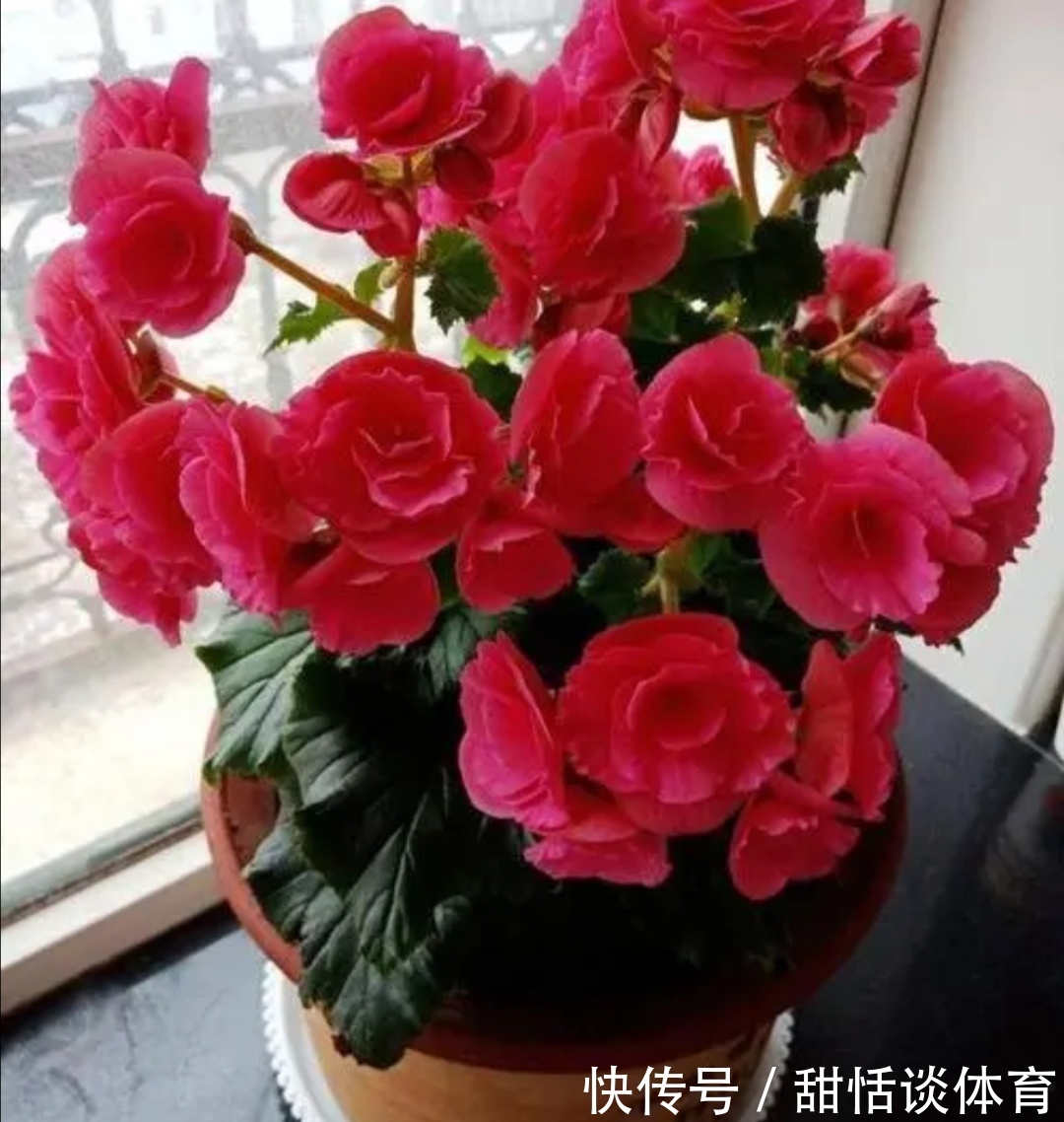 花苞|5种花,冬天也能开,摆在家里漂亮又养眼