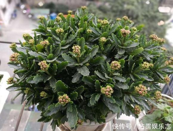 家里的盆栽花期不开花、还枯死了,是啥原因答案在这里