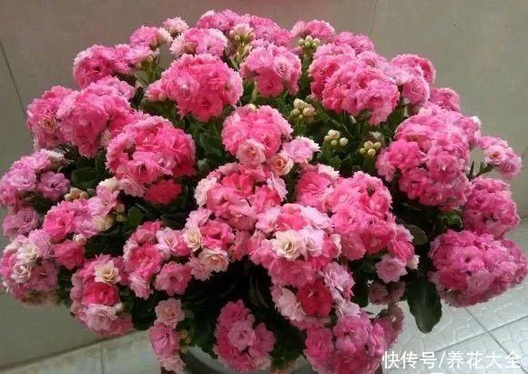 上万块的蟹爪兰，开花像烟花，养过的人不多