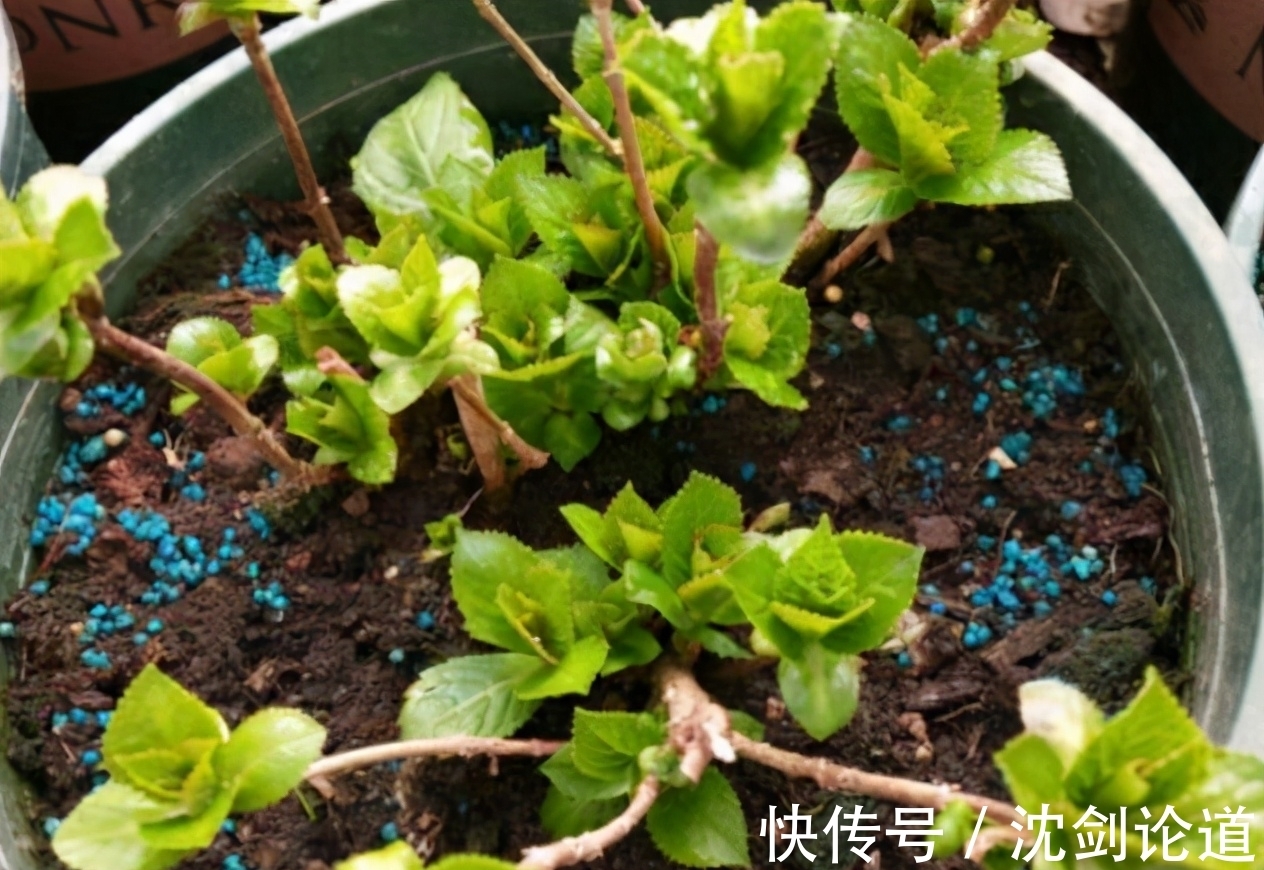 春季绣球长新芽，现在要做“5件事”，才能开花又大又漂亮