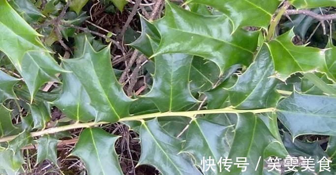 风湿|这树叶,也是一味中药,泡茶代饮,抗菌消炎、祛风湿