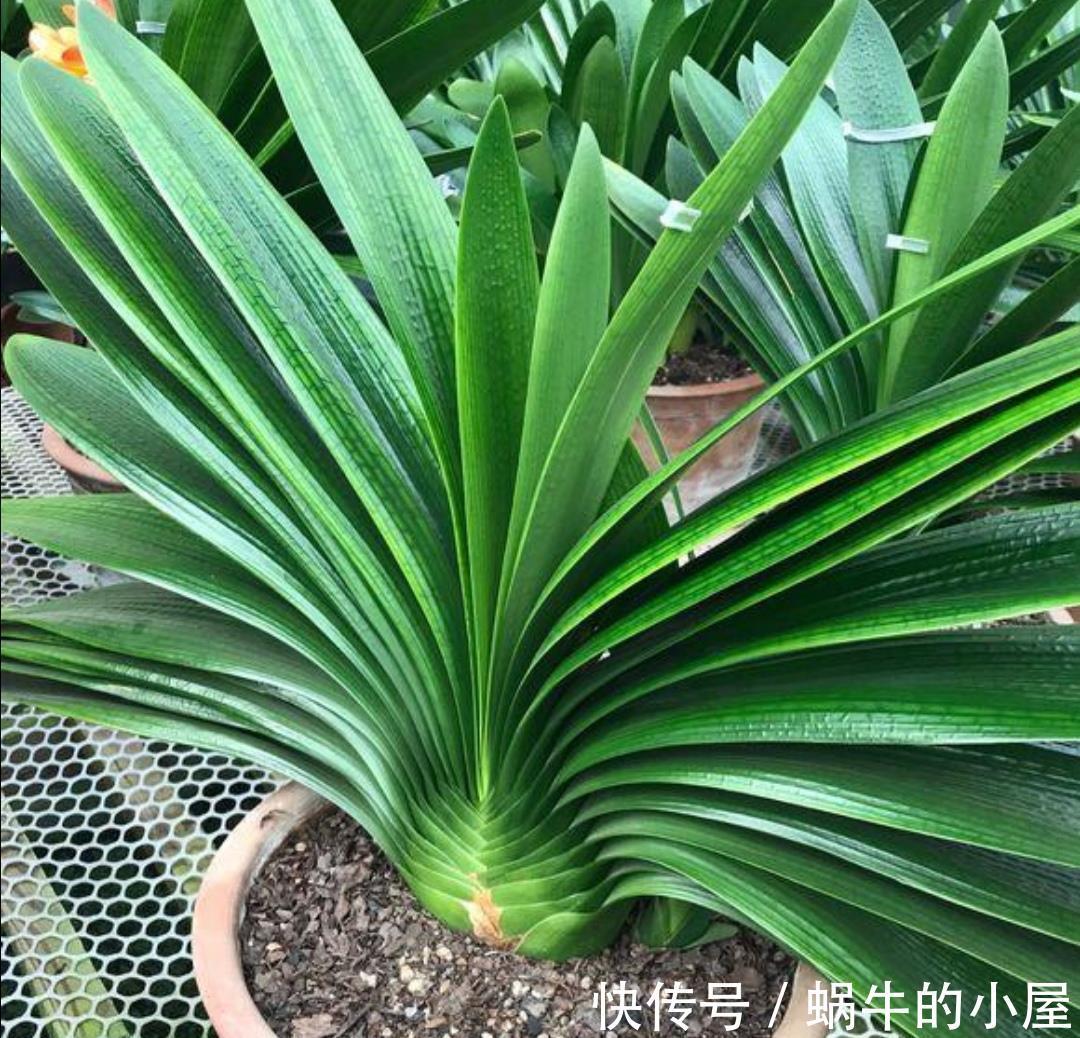 养分|5种漂亮花,九月“睡醒了”,施肥催花快下手,下个月开爆棚