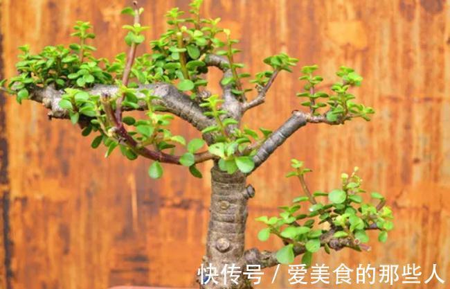 要想金枝玉叶美，秋季管理很关键，该怎样管理