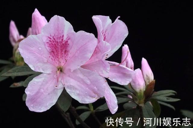 成活率|到了秋天只能扦插这4种花，剪根枝条能生根，来年开花香满屋