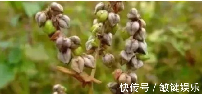 蒲公英水|高二女生,因一壶蒲公英水,被送入医院,蒲公英泡水,有4大禁忌