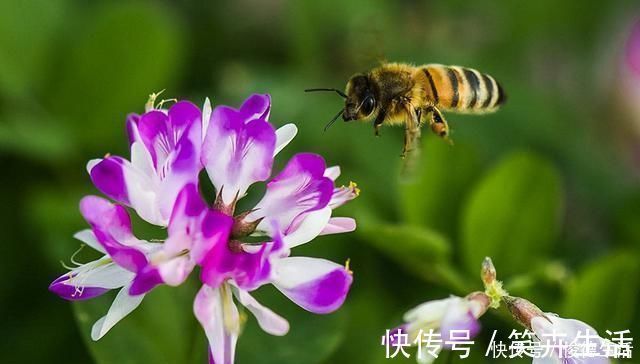 农村|农村一种叫“草籽”的野草，以前人们不待见，殊不知药用价值珍贵