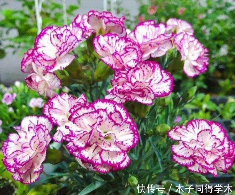 4种花很耐养，沾土就能活，四季开花，花色多，一盆能养一辈子！