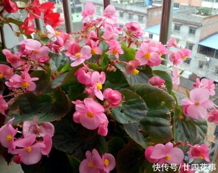 家养3种花,让它们“交接班”,一年开花365天,阳台变花海