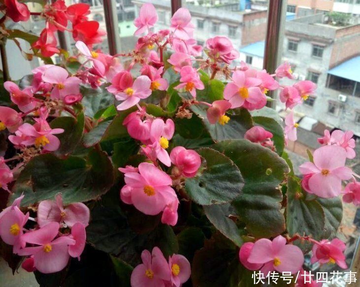 家养3种花，让它们“交接班”，一年开花365天，阳台变花海