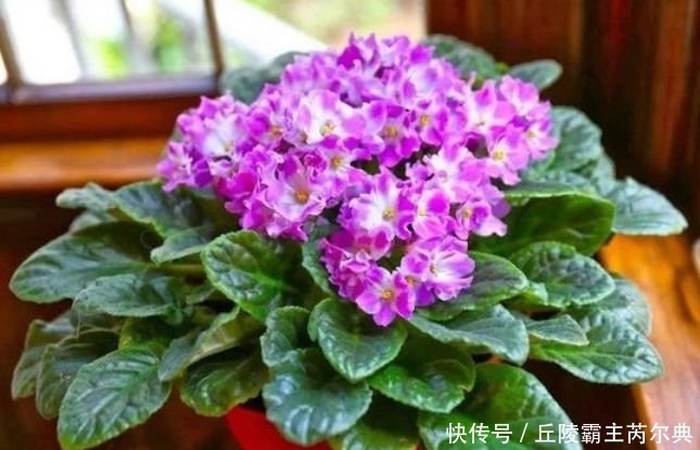 聪明人都养4种花,花朵大花期长,比牡丹还美,年年开花美翻