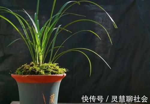 兰花什么时候必须换盆?这3种情况,只有换盆才能成活