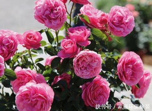 浇水|月季长势越来越差，多半是4件事没做好，及时纠正开出层叠群花