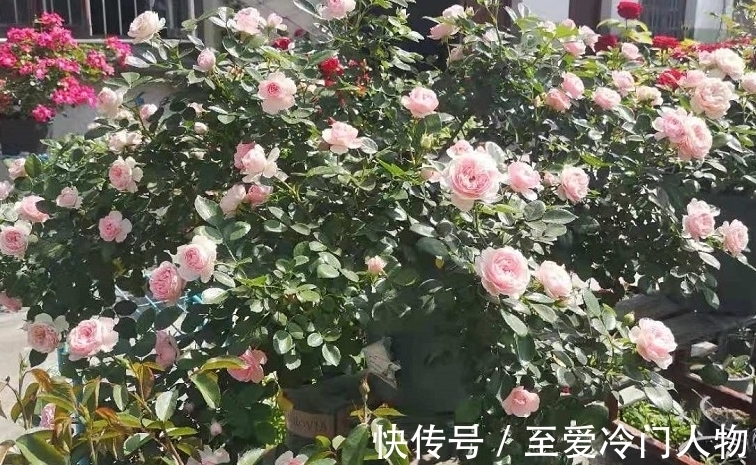 月季红蜘蛛爆发期,这套防治攻略请收好