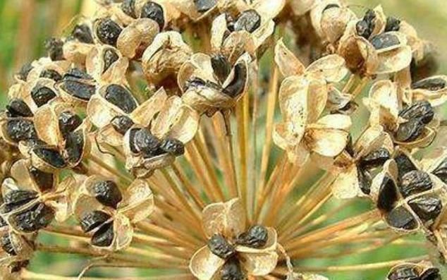 薏苡仁|男性想养肾，开水加“一宝”，坚持喝7天，让肾脏更轻松