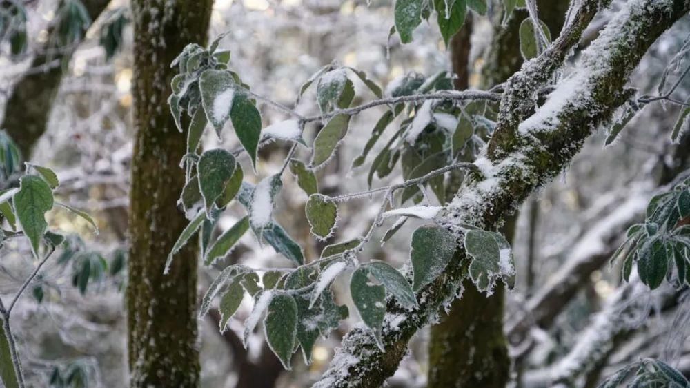 情结|云海与雪景、雾凇齐聚,惊艳了鸡足山的冬天!