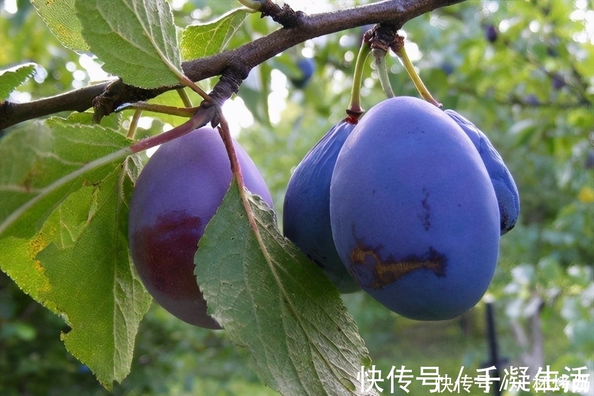 美容|女性可以多吃三种食物，美容养生、延缓衰老，身体棒棒哒！