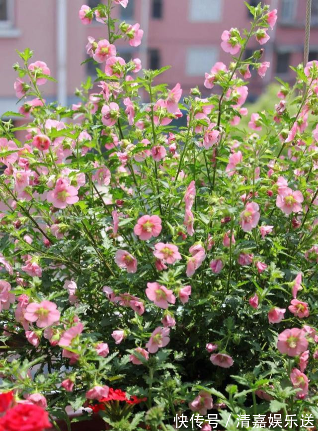 泡水|3种枝条泡水里,10天长根,一次开花100朵,水培成活率更高!