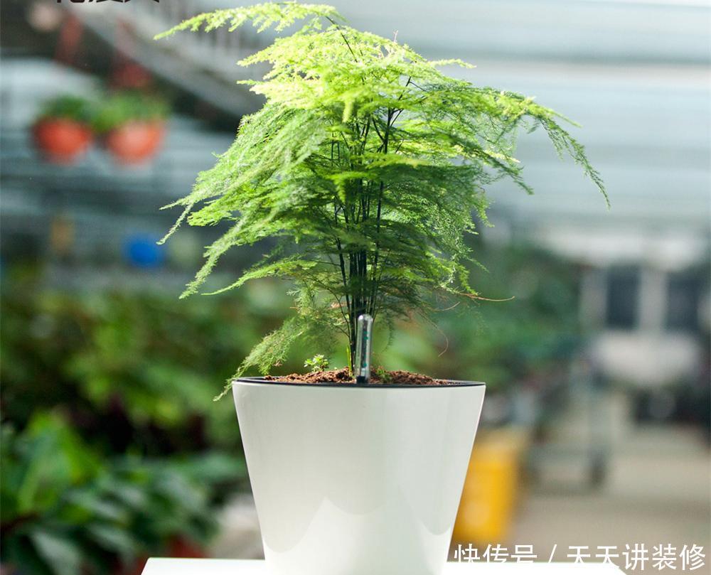 4种耐阴花,光照不好这么养,依然长得好