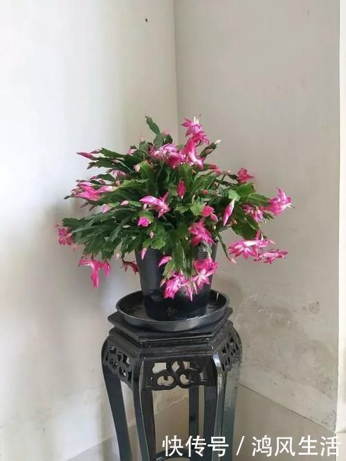 绯花玉|6种花就怕浇水多,水一多就不开花,少浇水反而开得旺!