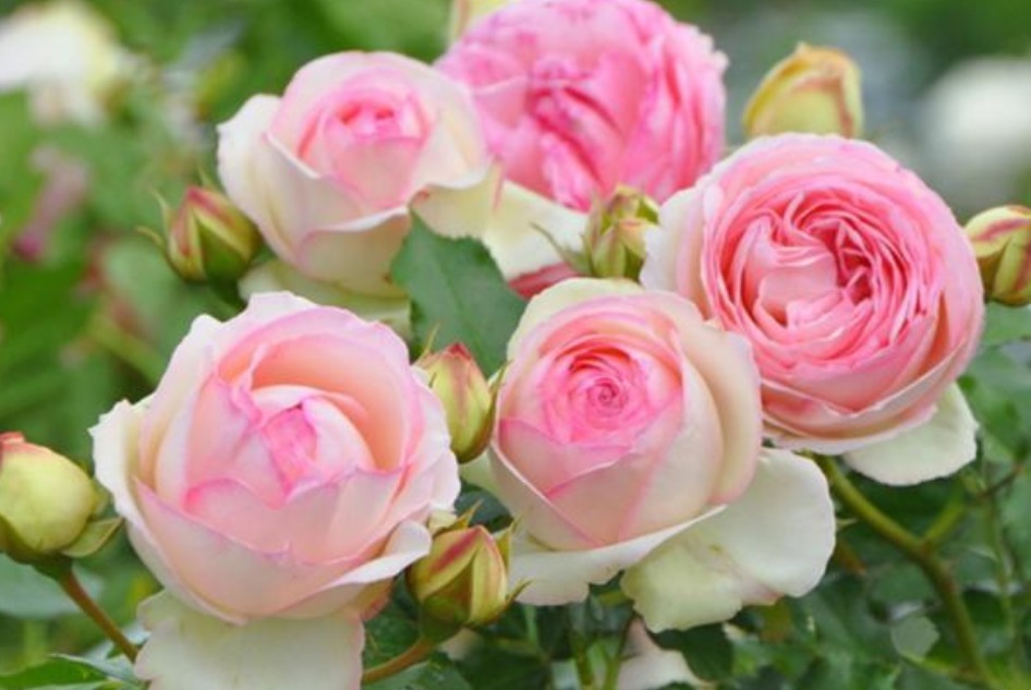 3种漂亮花,好养易活能爆盆,开花漂亮花期长,谁养谁喜欢